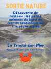 Découverte de l'estran 