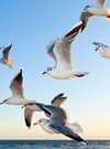 gulls-370012_1280