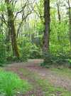 incroyables-chemins-sortie-plantes-sous-bois--11-