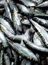 sardines-2289503_1920
