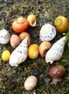 les petits animaux du bord de mer