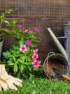 plants-pot-with-watering-can