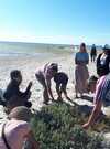 incroyables-chemins-balade-decouverte-plante-medicinale-littoral-comestibles-morbihan-carnac-plouharnel-auray-ploemel