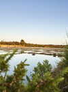 Marais de la Trinité sur Mer