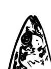 monsieur poisson