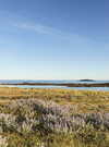 vegetation-dune-erdeven_1008x671