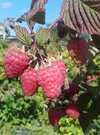 Fruits rouges de Calavret