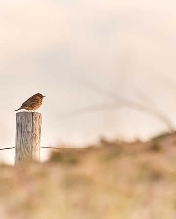 Oiseaux dunes