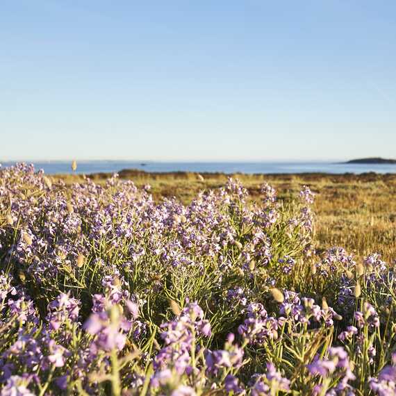Fleurs dunes