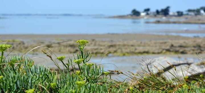 Incroyables Chemins