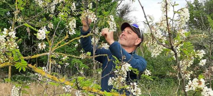 Robin des Fleurs Robin des Fleurs