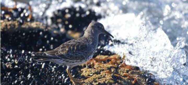 Gli uccelli e la flora della Côte Sauvage Gli uccelli e la flora della Côte Sauvage