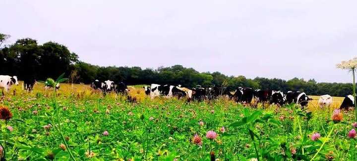Festi'Ferme "On va voir les vaches !"