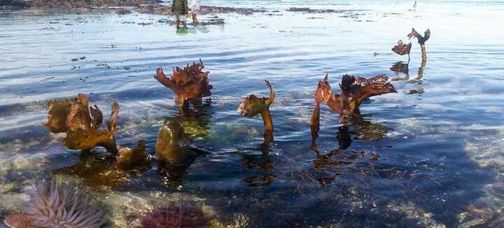 Scoperta dei tesori dell'Oceano con la bassa marea Scoperta dei tesori dell'Oceano con la bassa marea