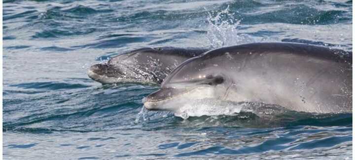 Escursioni Faune Ocean: imbarcati e parti alla scoperta della fauna marina della Bretagna Escursioni Faune Ocean: imbarcati e parti alla scoperta della fauna marina della Bretagna