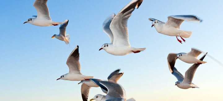Balade automnale à la rencontre des oiseaux - Dunes Sauvages