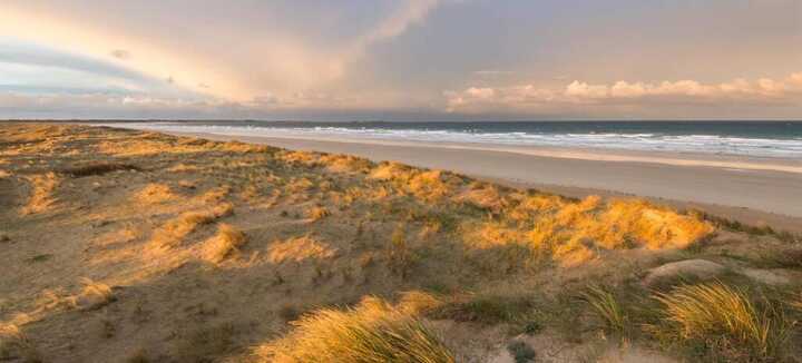 Chant des oiseaux entre dunes et falaises au soleil couchant - Dunes Sauvages Chant des oiseaux entre dunes et falaises au soleil couchant - Dunes Sauvages