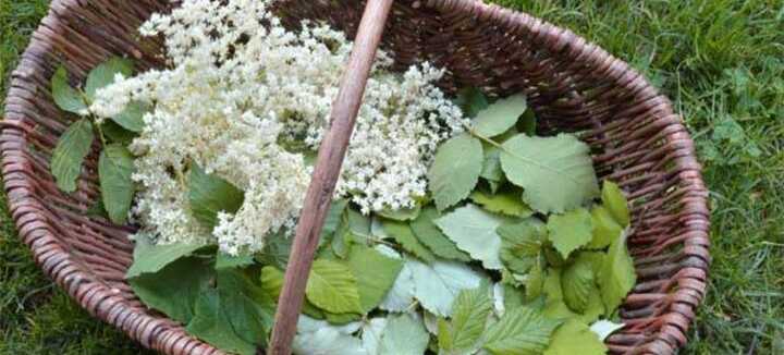 Atelier sur les plantes du stress et du sommeil Atelier sur les plantes du stress et du sommeil
