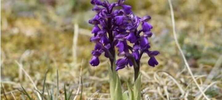 Orchidées et autres curiosités naturalistes des dunes d'Erdeven