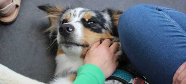 Atelier médiation animale