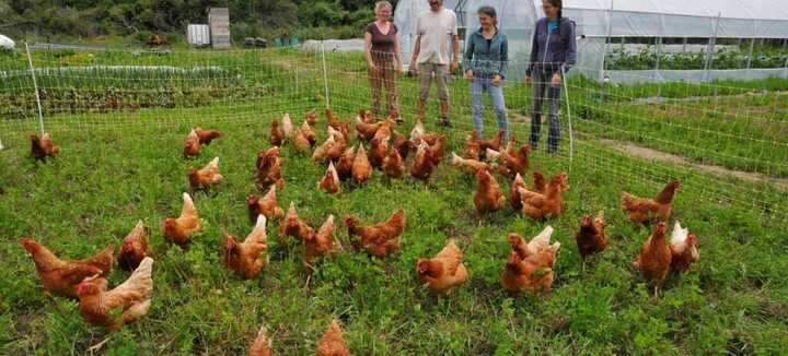 Découverte d'une micro-ferme Les Graines de Saint Germain Découverte d'une micro-ferme Les Graines de Saint Germain