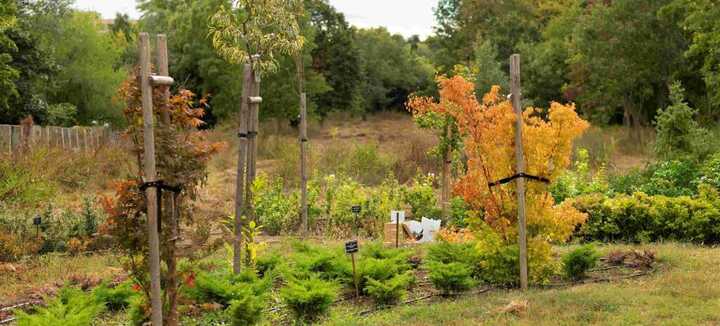 Créer son jardin-forêt