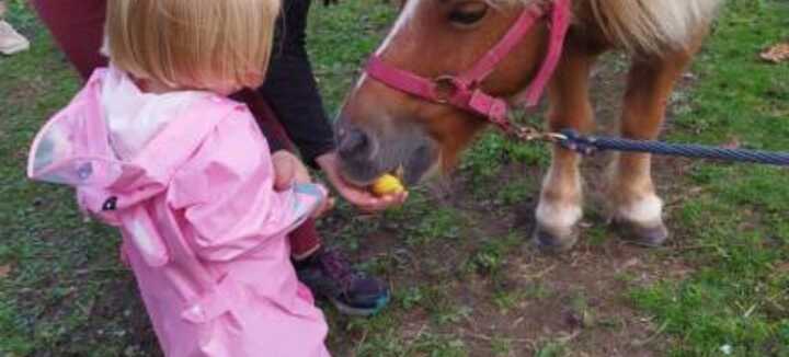 Balade en main à poney ou à cheval