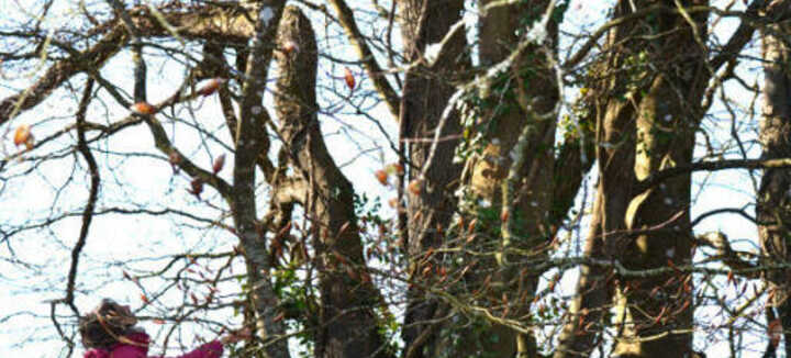 Sortie "reconnaître les arbres en hiver"