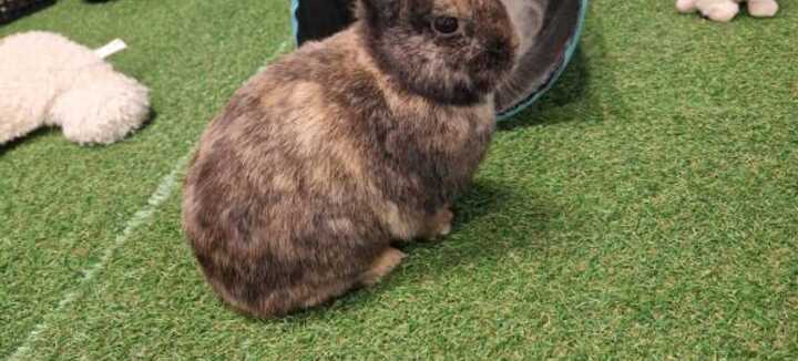 Atelier bébé fermier