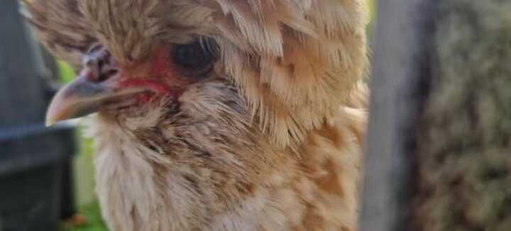 Visite guidée de la ferme