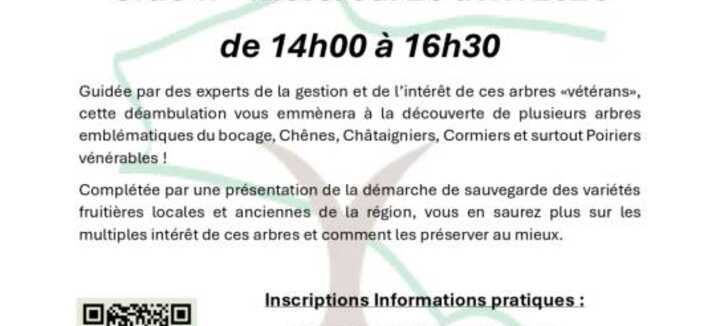 Balade conférence : A la découverte des arbres vétérans du bocage