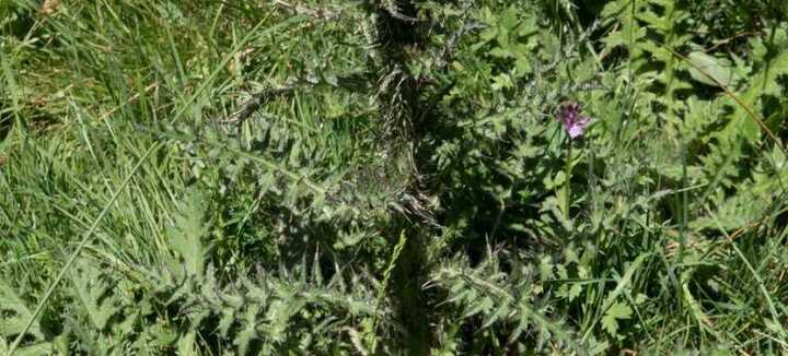 Sortie nature "découverte des délicieuses plantes sauvages"