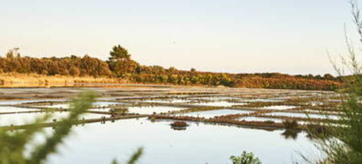 Sortie nature "les marais salants de La Trinité-sur-Mer"