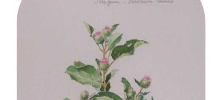 Exposition Plantes médicinales de Bretagne