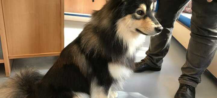 Bocabo Toelettatura per cani Bocabo Toelettatura per cani