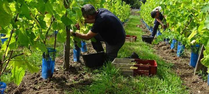 Les Vignes de Saint Goustan
