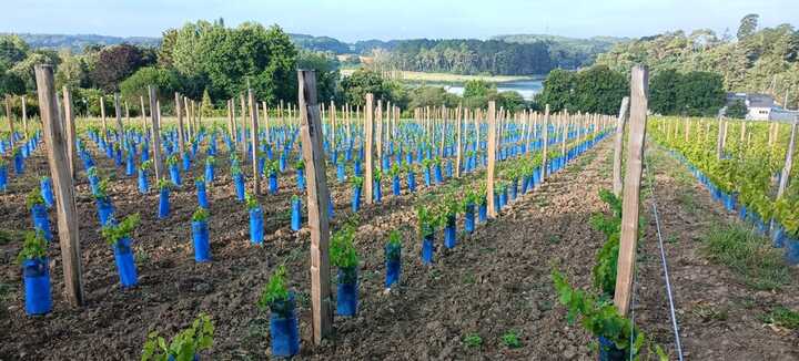 Les Vignes de Saint Goustan