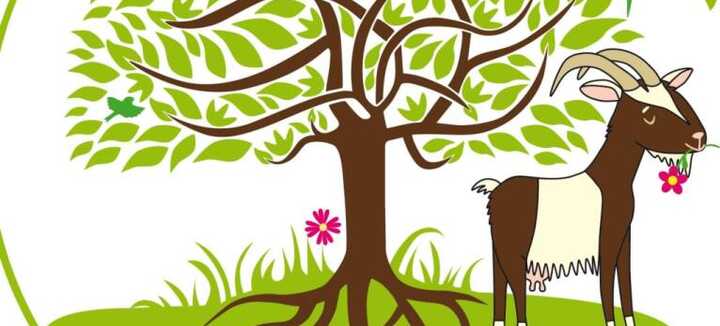 Auprès de me chèvres