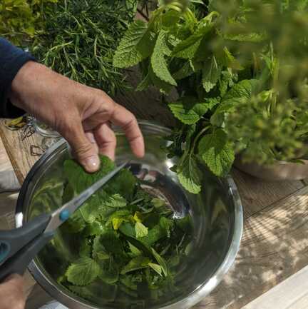 9-incroyables-chemins-ateliers-plantes-sauvages-medicinales-macerat-plantes-fraiches