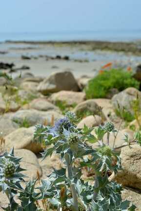 Incroyables chemins plantes littoral 3