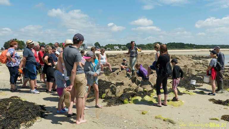 guide-nature-melanie-chouan-trinite-sur-mer-morbihan-bretagne-sud