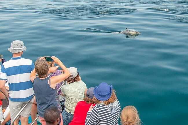 faune-ocean-locmariaquer-morbihan-bretagne-sud