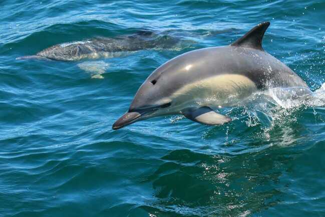 faune-ocean-locmariaquer-morbihan-bretagne-sud