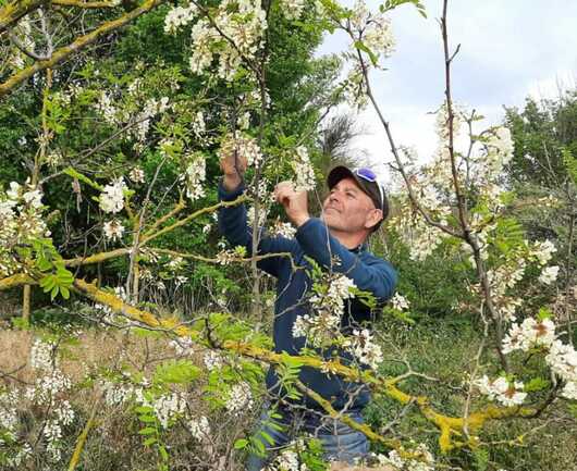 Robin des Fleurs