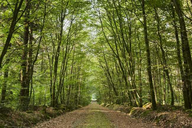 allee-arbres-foret-camors