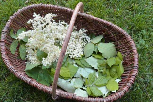 Incroyables Chemins-balade-découverte-initiation-plantes-medicinales-comestibles-morbihan-auray-ploemel-carnac-etel-trinité-plouharnel