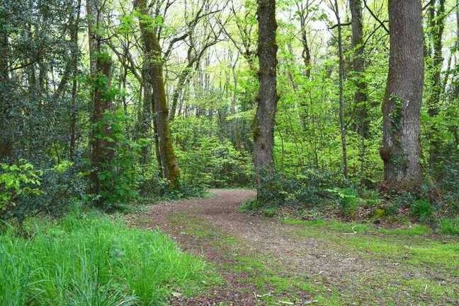 incroyables-chemins-sortie-plantes-sous-bois--11-