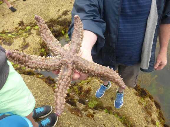 étoile de mer dans mla main