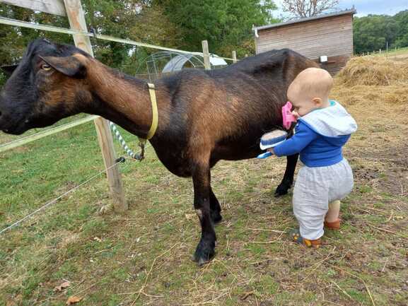 Animaux