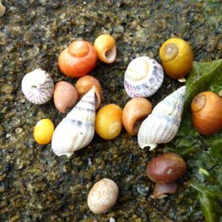 les petits animaux du bord de mer